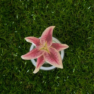 Bloomsy Pop Handmade Magsafe Phone Grip